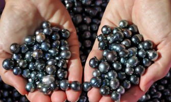Black pearls near me discount